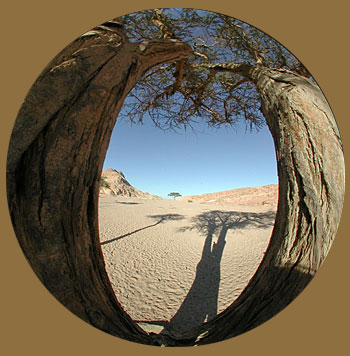 Akazien, Copyright Stefanie M&ouml;hrle