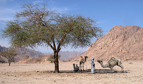 Wadi Mandar, Copyright Stefanie M&ouml;hrle