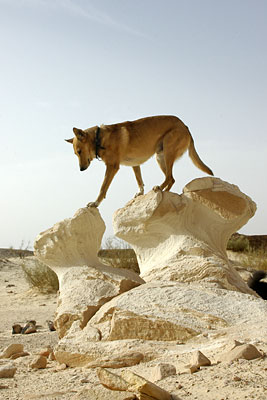 Ari im Wadi Rhilim, Copyright Stefanie M&ouml;hrle