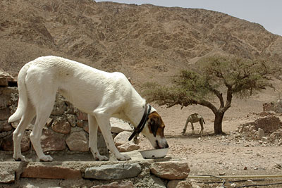 Lucy, Copyright Stefanie M&ouml;hrle