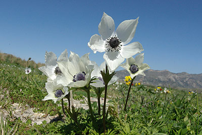Frühlingsblumen, Copyright Stefanie Möhrle