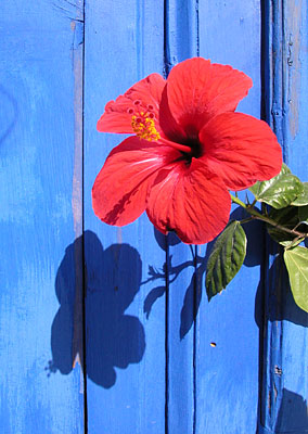 Hibiscus auf Spetses, Copyright Stefanie Möhrle