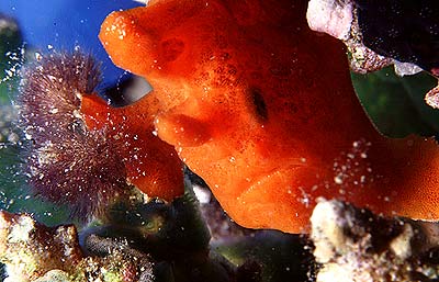 Anglerfisch in rot... - Antennarius, &copy; Stefanie M&ouml;hrle