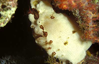 Anglerfisch - Antennarius maculatus, &copy; Stefanie M&ouml;hrle