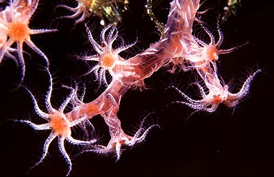 Weichkoralle - Dendronephtya, &copy; Stefanie M&ouml;hrle