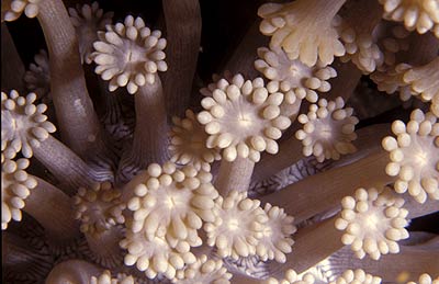 Steinkoralle - Goniopora columna, &copy; Stefanie M&ouml;hrle