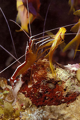 Wei�band-Putzergarnele - Lysmata amboinensis, &copy; Stefanie M&ouml;hrle