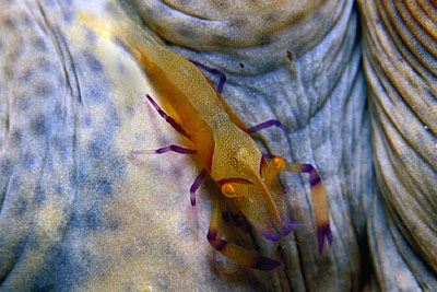 Imperatorgarnele - Periclimenes imperator, &copy; Stefanie M&ouml;hrle