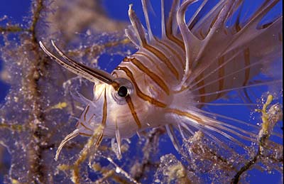 Rotfeuerfisch, &copy; Stefanie M&ouml;hrle