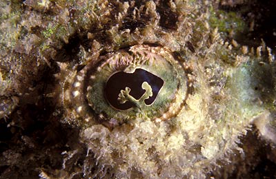 Buckel-Drachenkopf - Scorpaenopsis diabolus, &copy; Stefanie M&ouml;hrle