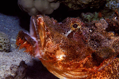 Fransen-Drachenkopf - Scorpaenopsis oxycephala, Stefanie Möhrle Fransen-Drachenkopf - Scorpaenopsis oxycephala, Stefanie Möhrle