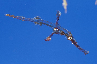 Geisterfisch - Solenostomus, &copy; Stefanie M&ouml;hrle