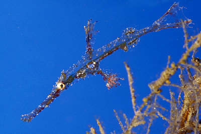 Geisterfisch - Solenostomus, &copy; Stefanie M&ouml;hrle