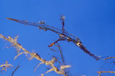 Geisterfisch - Solenostomus, &copy; Stefanie M&ouml;hrle