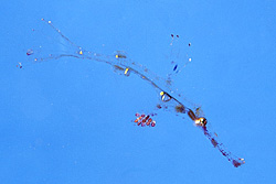 Geisterfisch - Solenostomus, &copy; Stefanie M&ouml;hrle