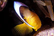 Anemonenfisch - Amphiprion bicinctus
