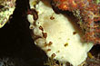 Anglerfisch - Antennarius maculatus