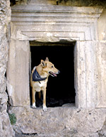 Ari, Copyright Stefanie Möhrle