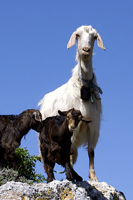 Ziegen, Copyright Stefanie Möhrle