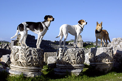 Lara, Lucy und Ari, Copyright Stefanie Möhrle